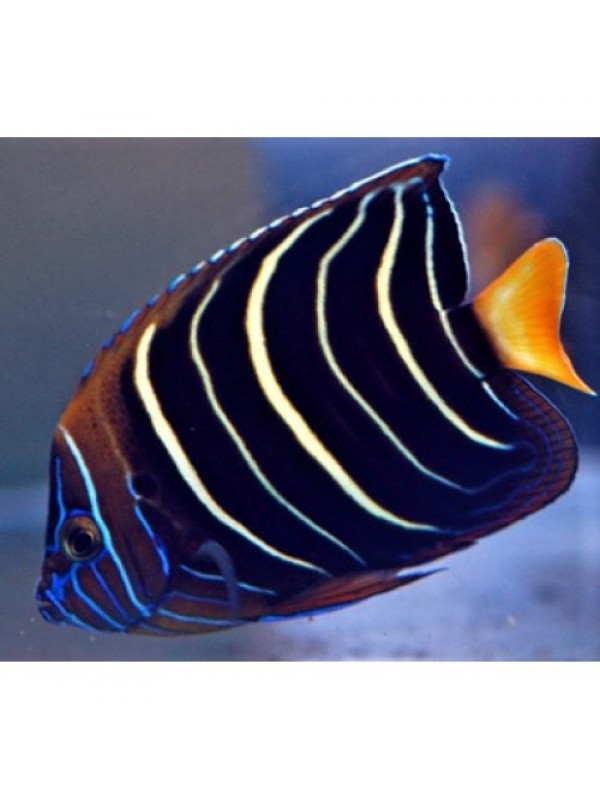 Pomacanthus chrysurus - Goldthail English