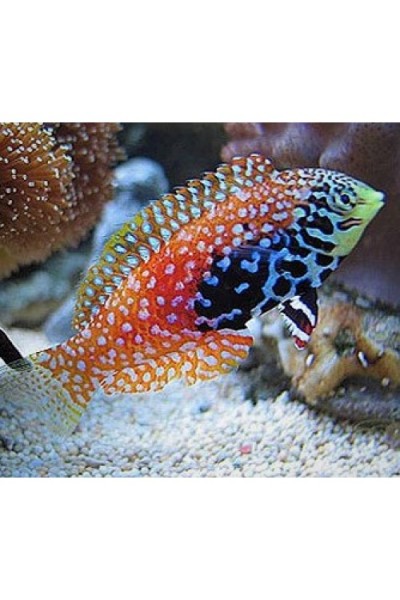 Macropharyngodon bipartitus - Пятнистый губан