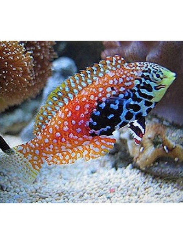 Macropharyngodon bipartitus - Пятнистый губан