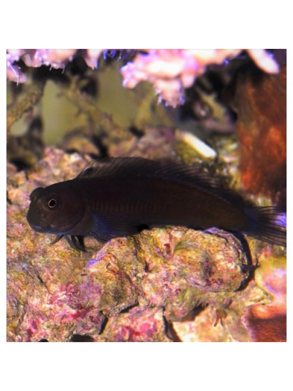 Salarias fuscus