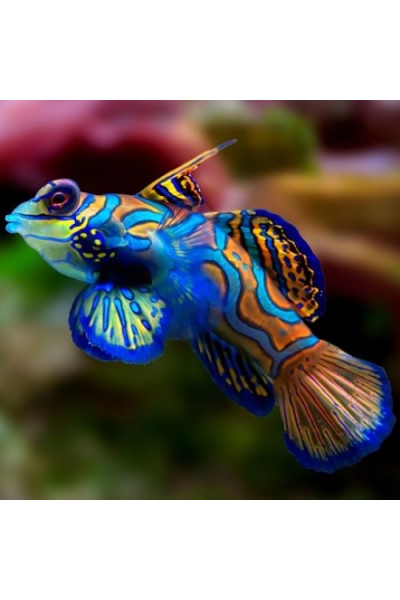 Synchiropus splendidus - Мандаринка глянцевая