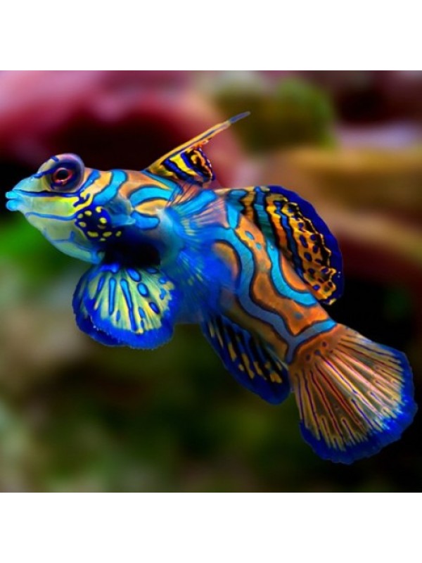Synchiropus splendidus - Мандаринка глянцевая