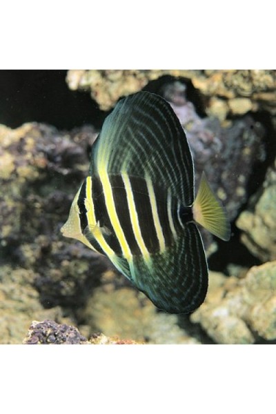 Zebrasoma veliferum - Зебрасома вітрильна