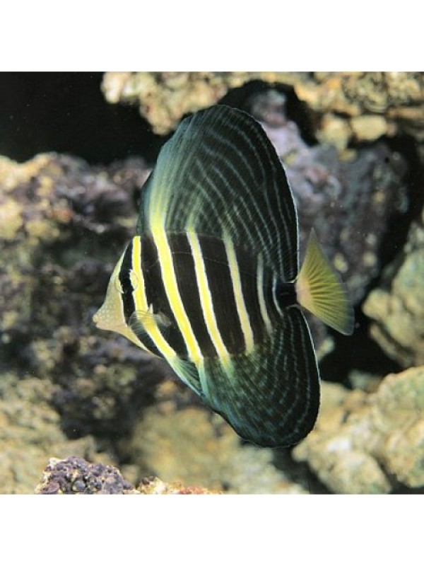 Zebrasoma veliferum - Зебрасома парусная