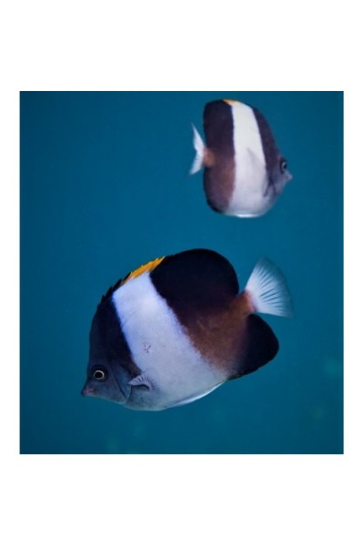Hemittaurichthys zoster