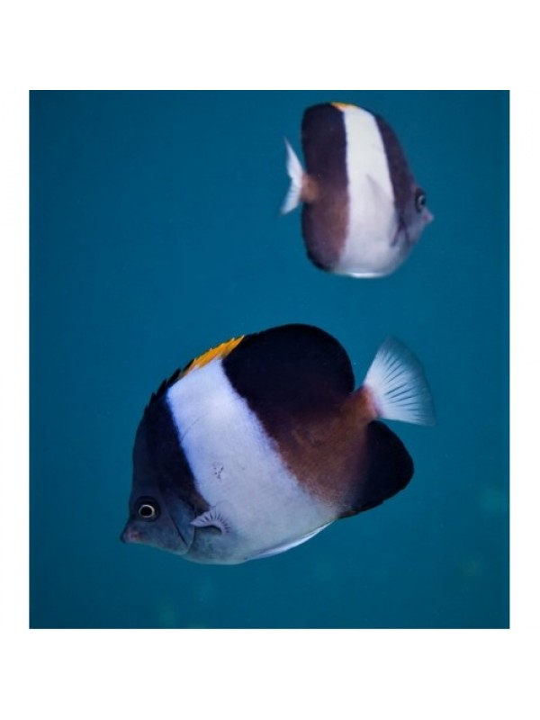 Hemittaurichthys zoster