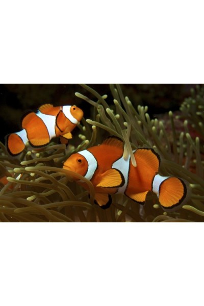 Рыба клоун – Амфиприон Оцеллярис (Amphiprion ocellaris)