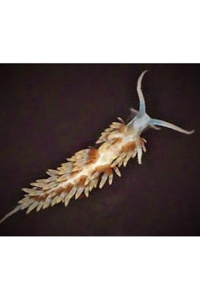 Berghia (Бергия)