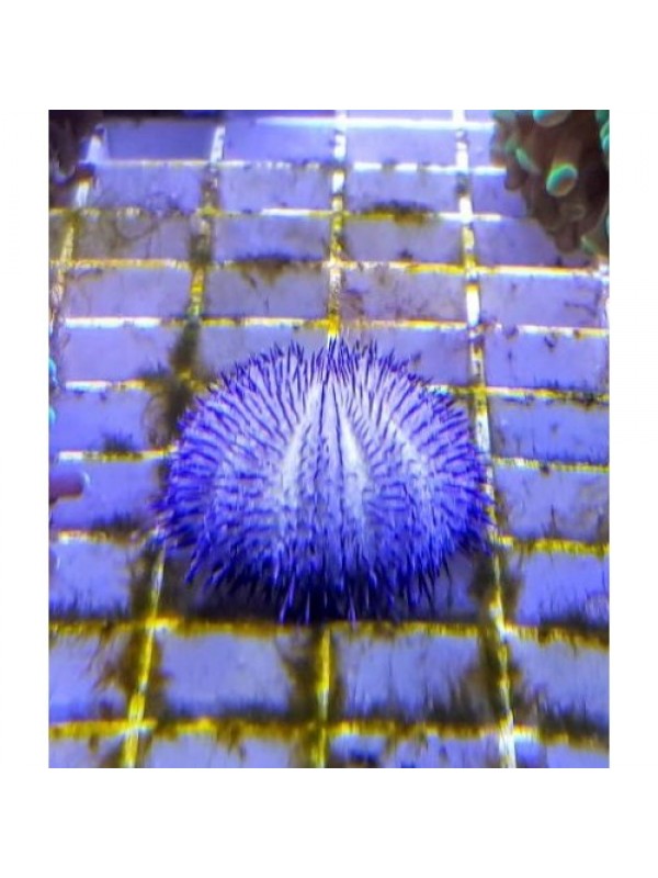 Pseudoboletia sp. Purple