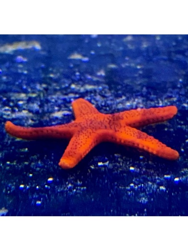 Морская звезда Фромия fromia milleporella