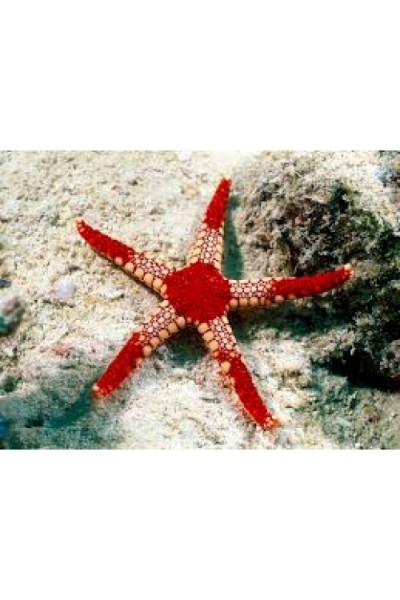 Fromia monilis