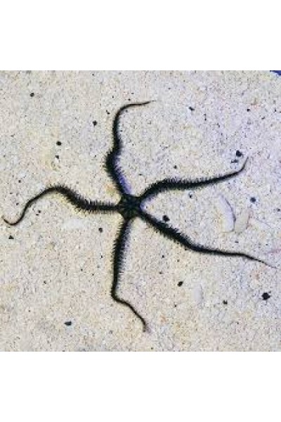 Ophiocoma echinata Офиура
