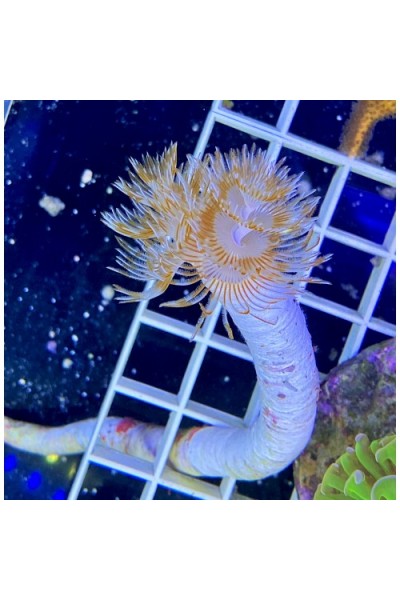 Protula bispiralis ( веерообразный червь)