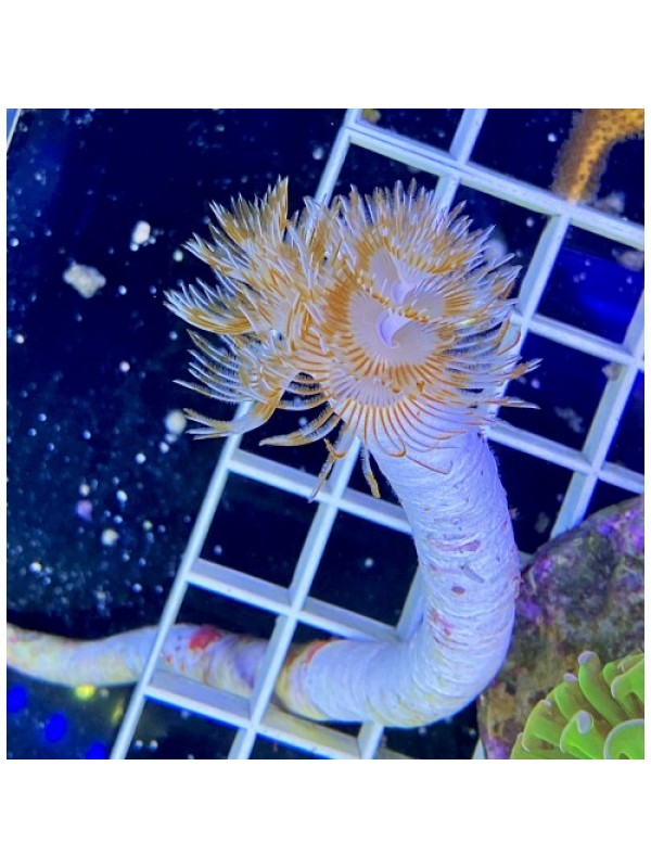 Protula bispiralis ( веерообразный червь)