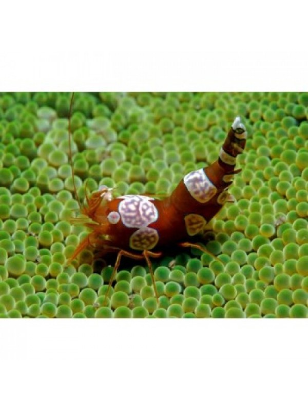 Thor amboinensis Sexy Anemone Shrimp (анемонова креветка сексі)