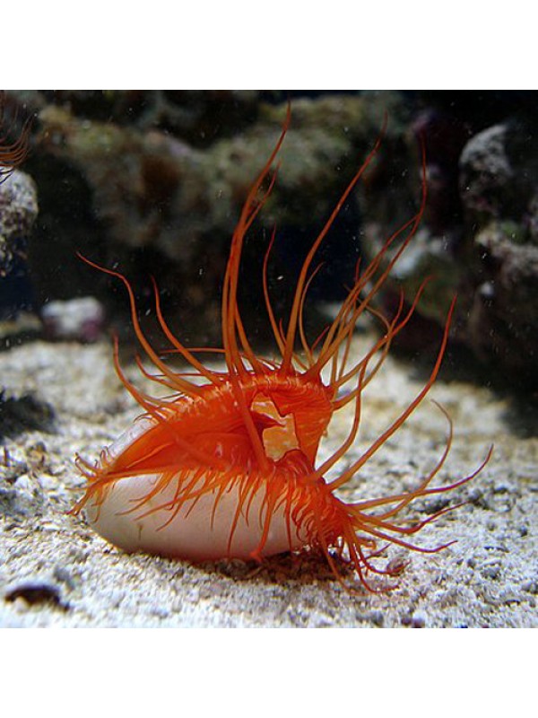 Lima scabra огненный морской гребешок