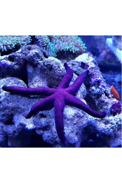 Linckia Purple Линкия пурпурная
