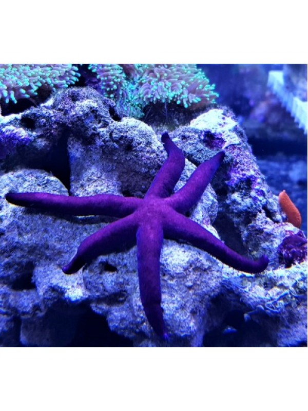 Linckia Purple Линкия пурпурная