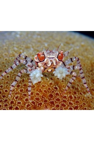 Lybia sp Пом Пом краб