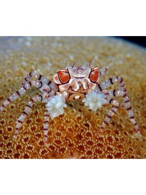 Lybia sp Пом Пом краб