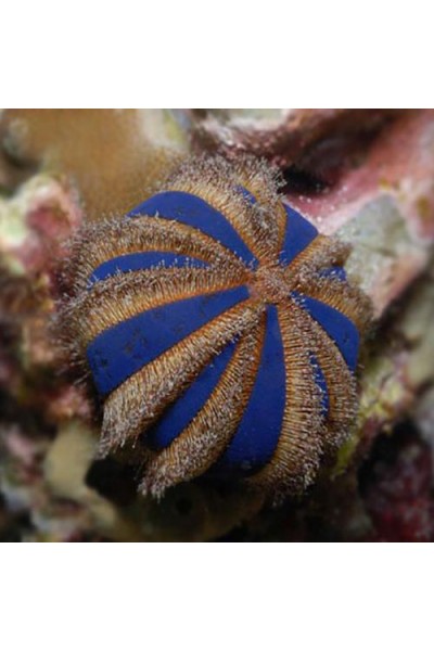 Mespilia globulus морський їжак кавун