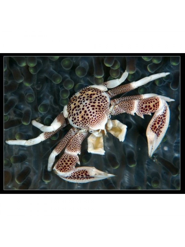 Neopetrolisthes ohshimai анемоновый краб