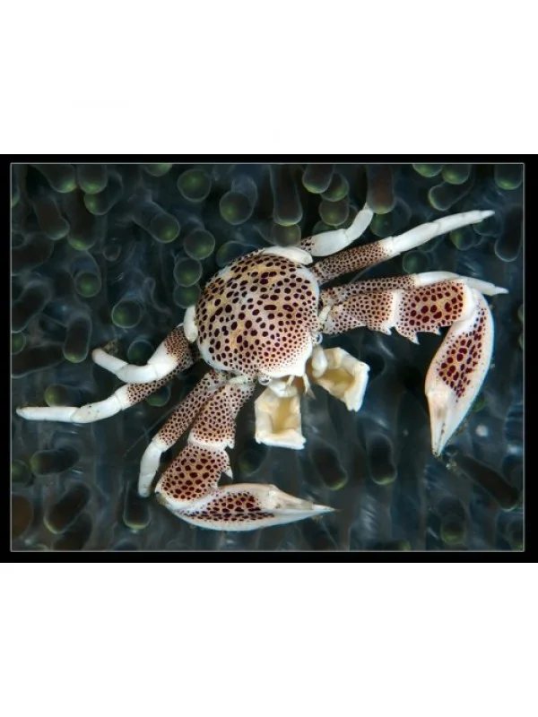 Neopetrolisthes ohshimai анемоновый краб