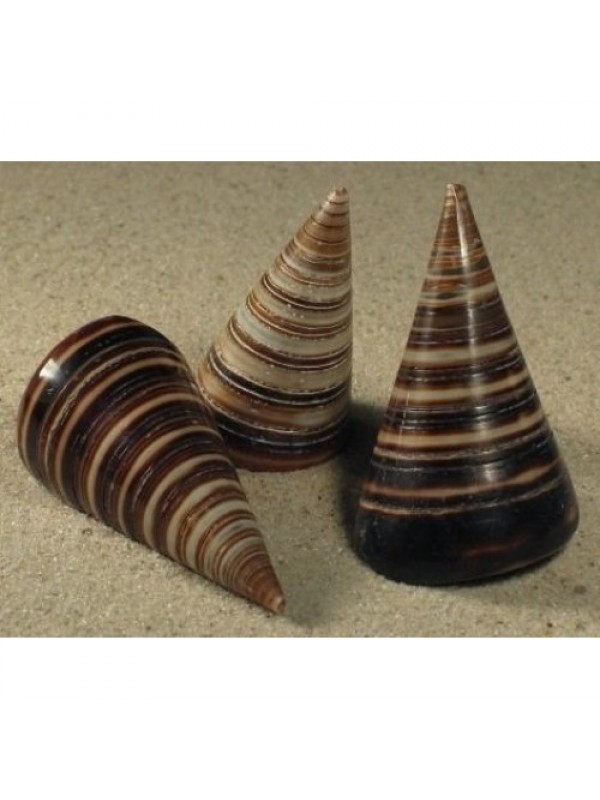 Telescopium telescopium улитка