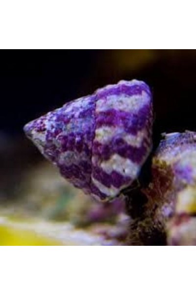 trochus snail улитка Трохус улитка