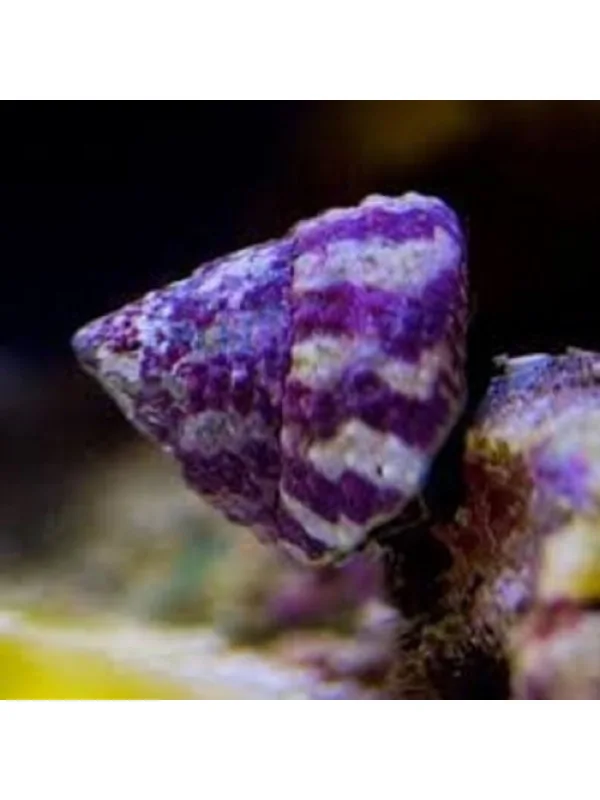 trochus snail улитка Трохус улитка