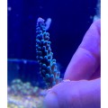 Acropora sp. Акропора