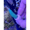 Acropora sp. Акропора