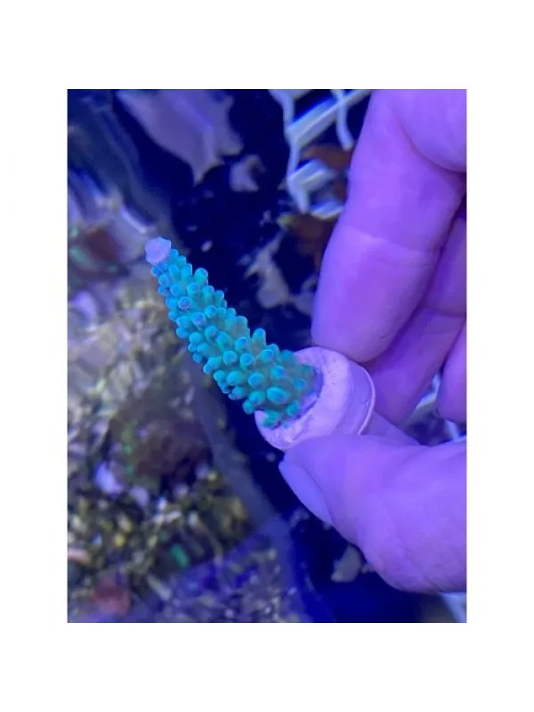 Acropora sp. Акропора