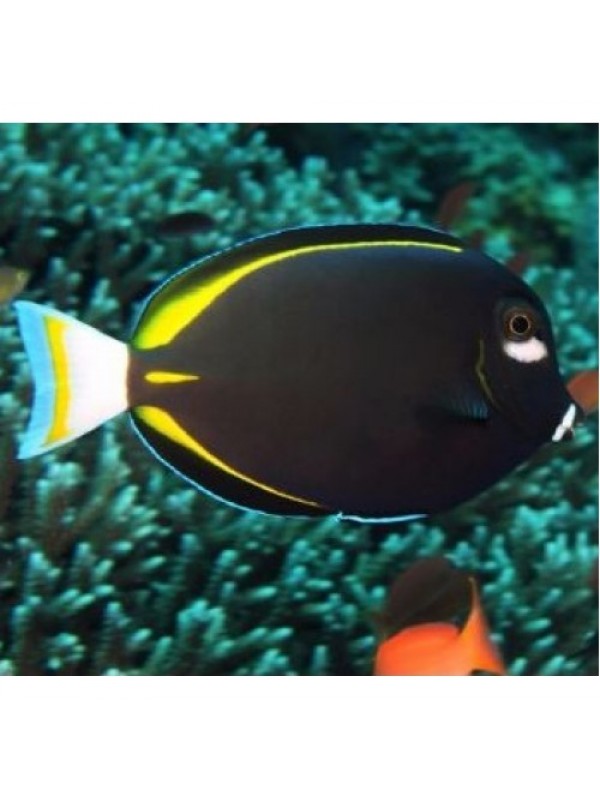 Acanthurus nigricans (Хирург золотоспинный)