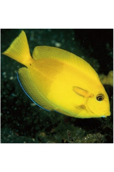 Acanthurus olivaceus (оливковый хирург)