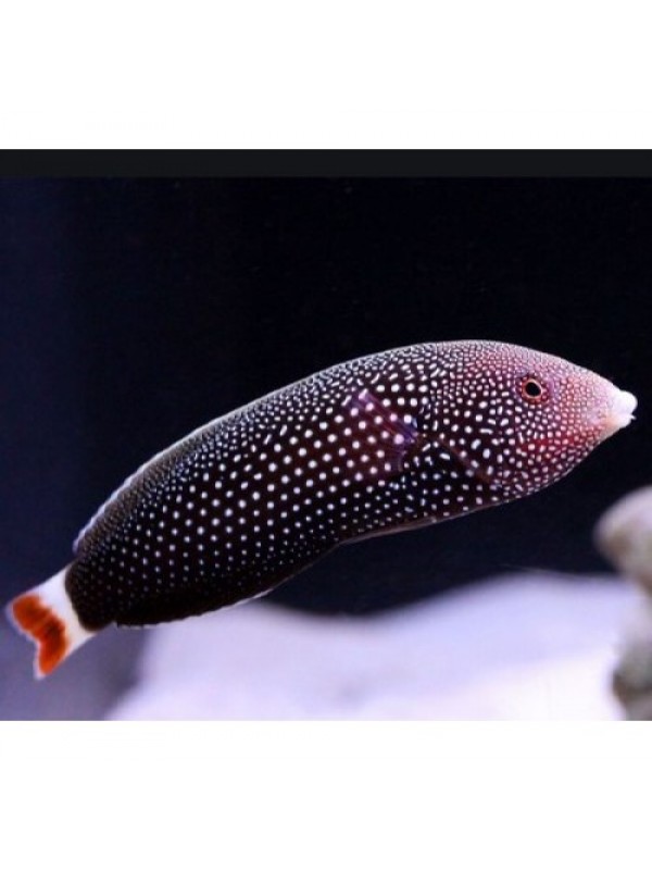 Anampses chrysocephalus (психоделический губан)