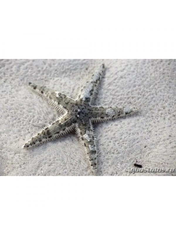 Astropecten polycanthus (песчаная морская звезда)