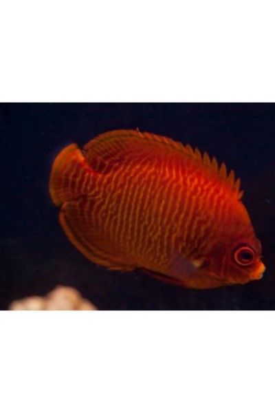Centropyge aurantia (Ангел золотий або червоний)