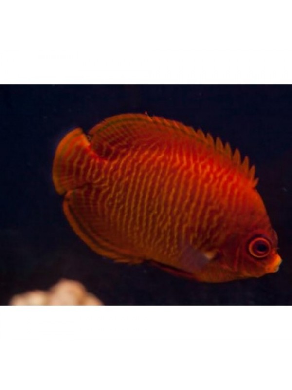 Centropyge aurantia (Ангел золотий або червоний)