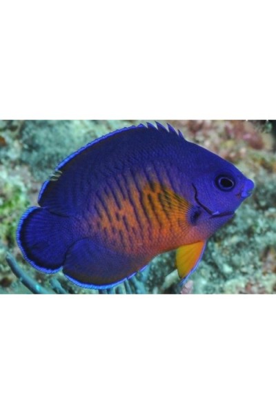 Centropyge bispinosa Центропіг біспіноза