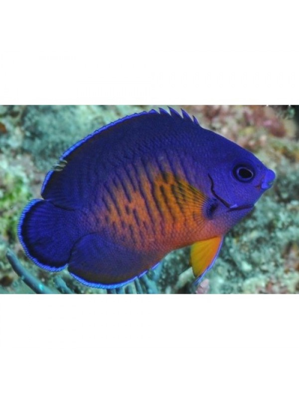 Centropyge bispinosa Центропіг біспіноза