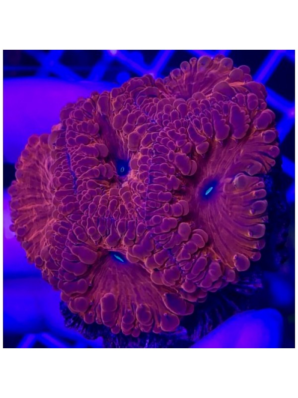 Blastomussa sp Бластомусса