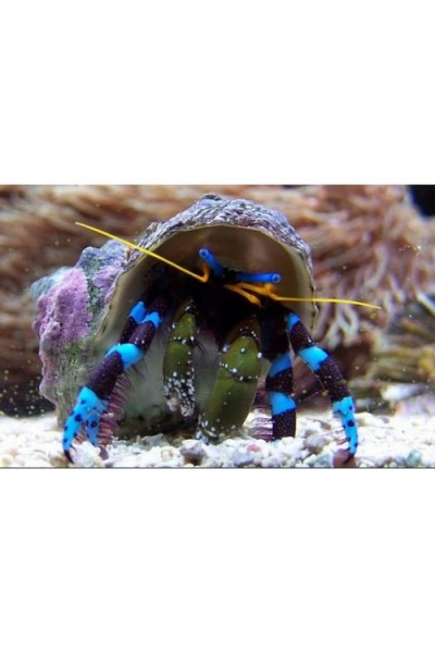 Calcinus elegans (рак отшельник синеногий)