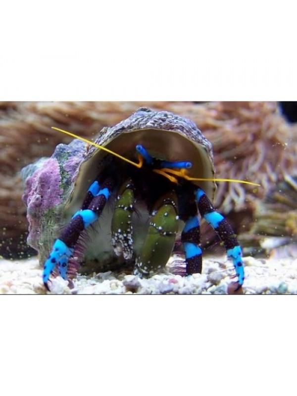Calcinus elegans (рак отшельник синеногий)