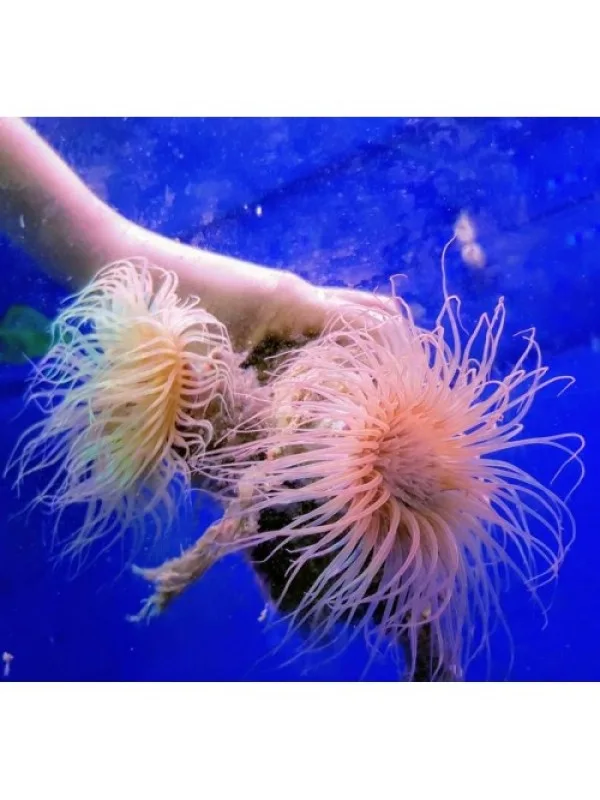 Cerianthus Цериантус
