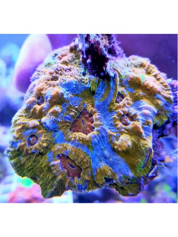 Echinophyllia sp. Чалис