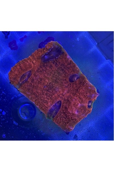 Echinophyllia sp. Chalice (Чалис)
