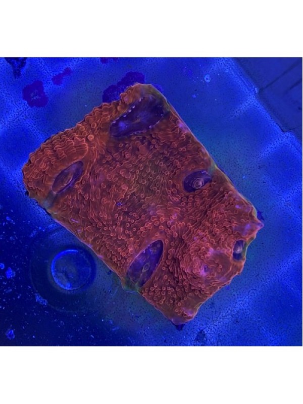 Echinophyllia sp. Chalice (Чалис)