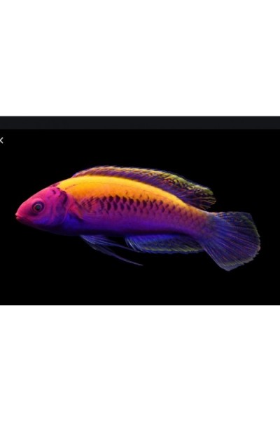 Cirrhilabrus aurantidorsalis (губан фея оранжевоспинный) оранжевоспинный циррилабрус