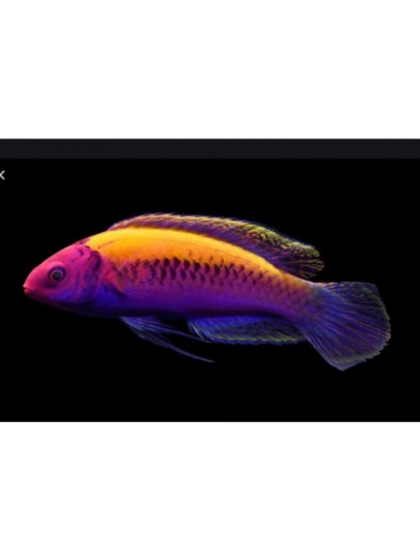Cirrhilabrus aurantidorsalis (губан фея оранжевоспинный) оранжевоспинный циррилабрус